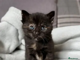 Domestic Shorthair cats 1 FEMALE 1 MALE LEFT kittens Ready to reserve - Advert 4