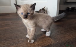 Mixed Breed cats for sale: 4 beautiful kittens looking for their forever home - Image 9