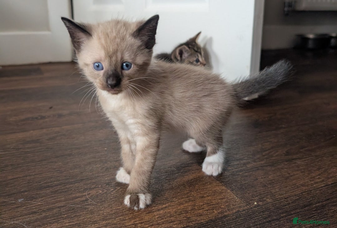 Mixed Breed cats for sale: 4 beautiful kittens looking for their forever home - Image 9