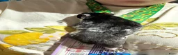Hamster rodents for sale: Female pedigree hamster with cage  - Advert 2