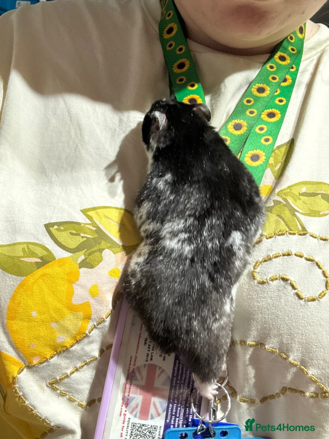 Hamster rodents for sale: Female pedigree hamster with cage  - Advert 2