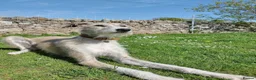 Lurcher dogs for sale: Lurcher for re-homing - Advert 1