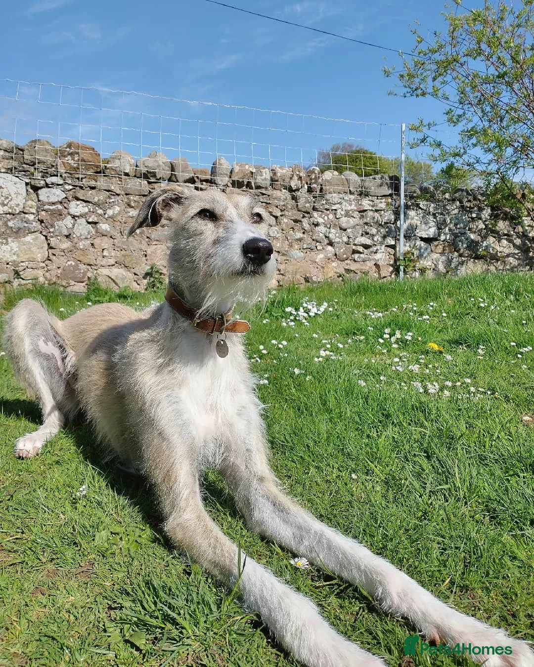 Lurcher dogs for sale: Lurcher for re-homing - Advert 1