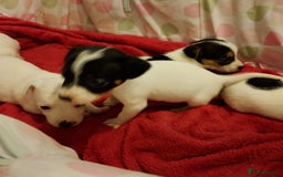 Jack Russell dogs for sale: Jack Russells  - Image 10