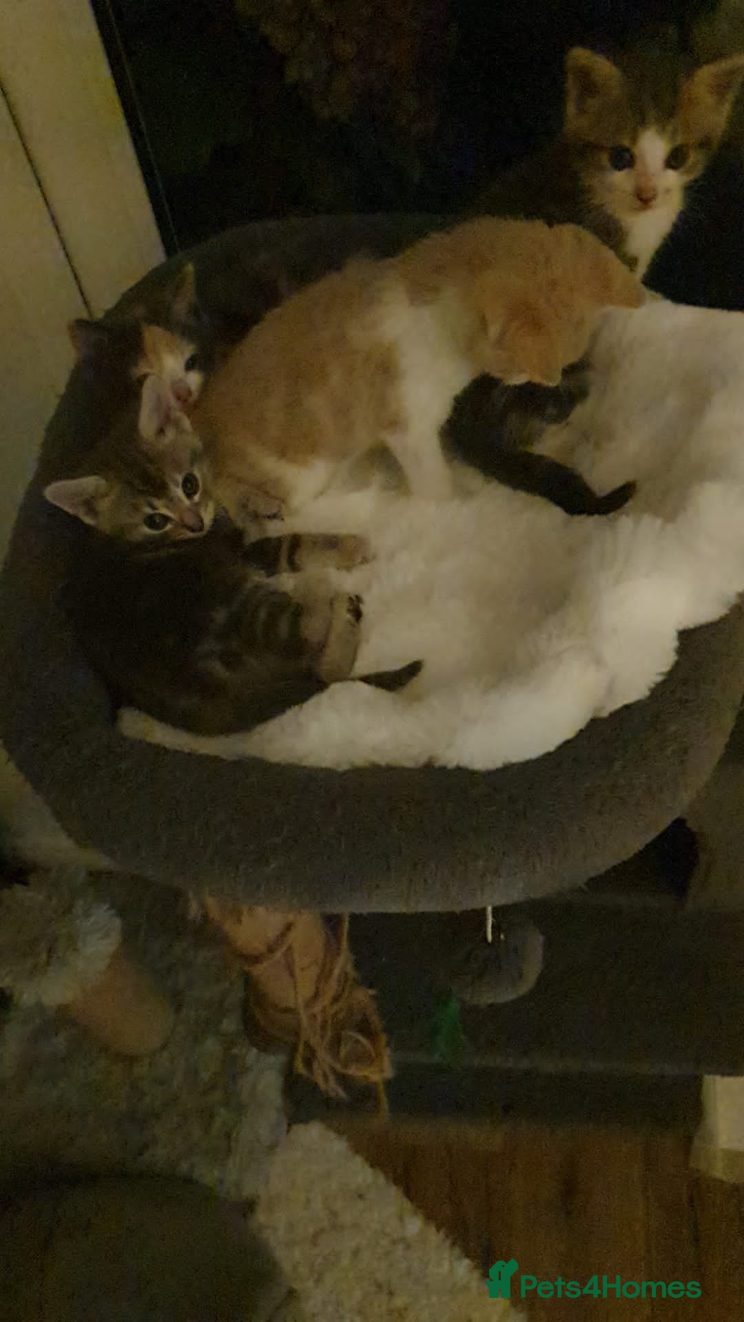 Maine Coon cats for sale: Fluffy crossed maine coon kittens for sale - Image 9