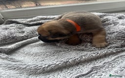 Cane Corso dogs for sale: Cane corsos puppies  - Advert 17