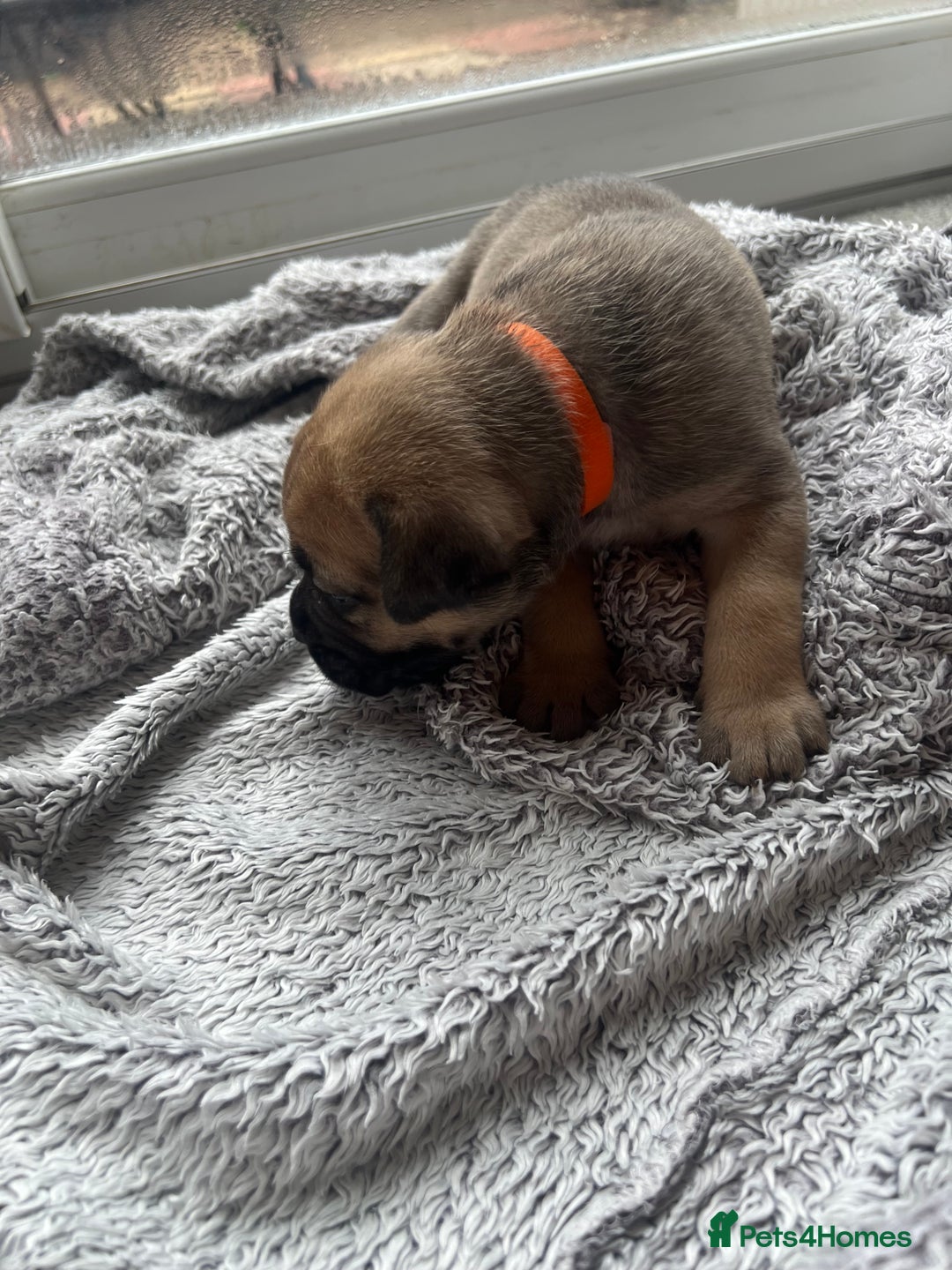 Cane Corso dogs for sale: Cane corsos puppies  - Advert 17