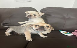 Pug dogs for sale: 2 male pup puppies  - Image 6