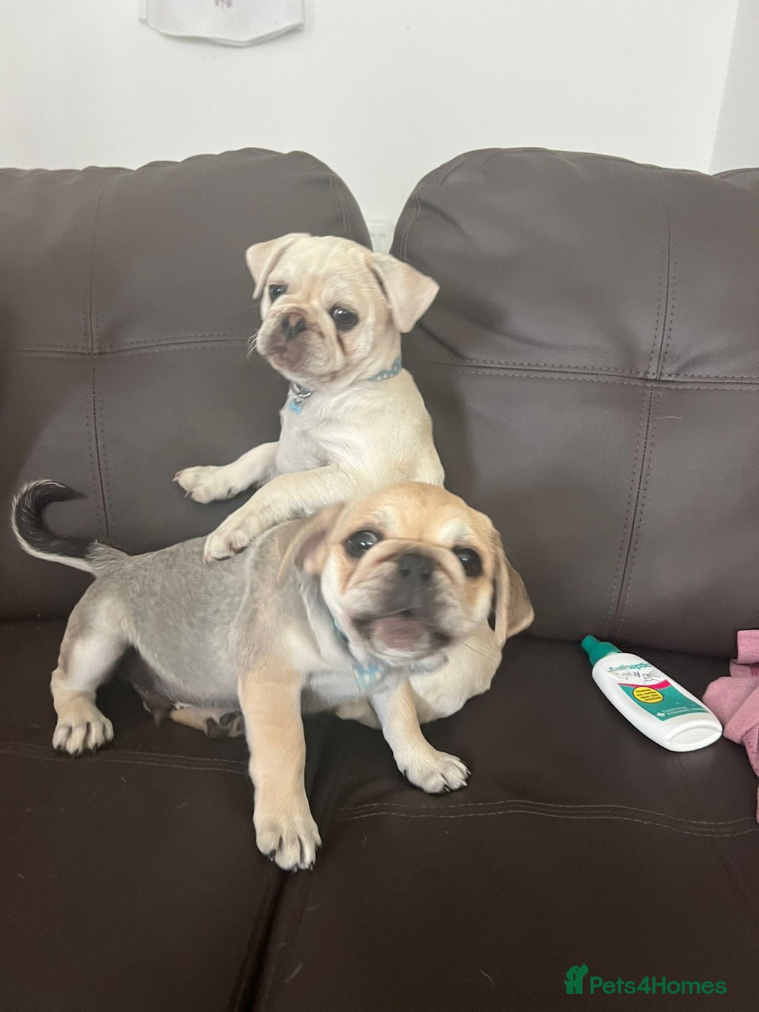 Pug dogs for sale: 2 male pup puppies  - Image 6