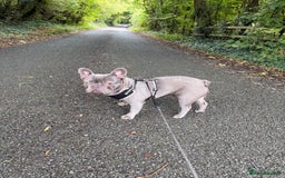 French Bulldog dogs for sale: 12 month old male lilac French bulldog  - Image 1