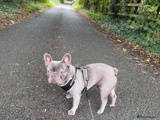 French Bulldog dogs for sale - Advert 1
