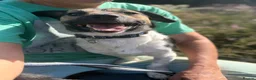 Mixed Breed dogs for adoption: Gumbo - Norwich Norfolk  - Advert 26