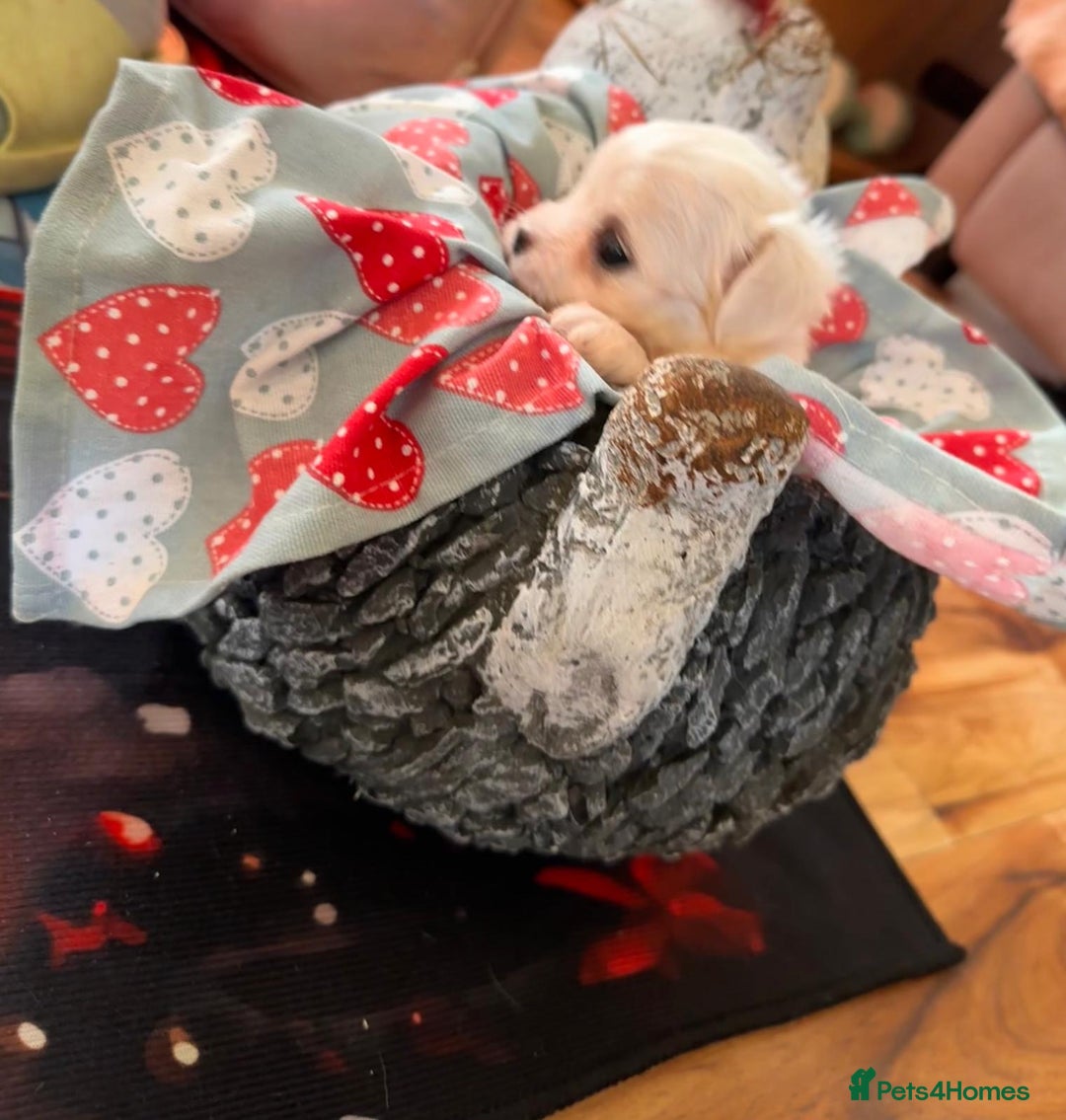 Maltese dogs for sale:  Beautiful maltese - Advert 23