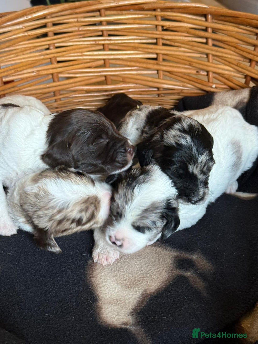 Sproodle dogs for sale: Merle F1 Sproodles 5⭐️Licenced Breeder full DNA - Advert 22