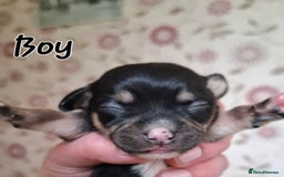 Mixed Breed dogs for sale: Ready to collect  - Advert 25