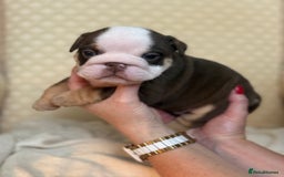 English Bulldog dogs for sale: English Bulldog - Image 16