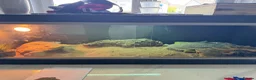 Bearded Dragon reptiles for sale: Friendly & tame bearded dragon  - Advert 6