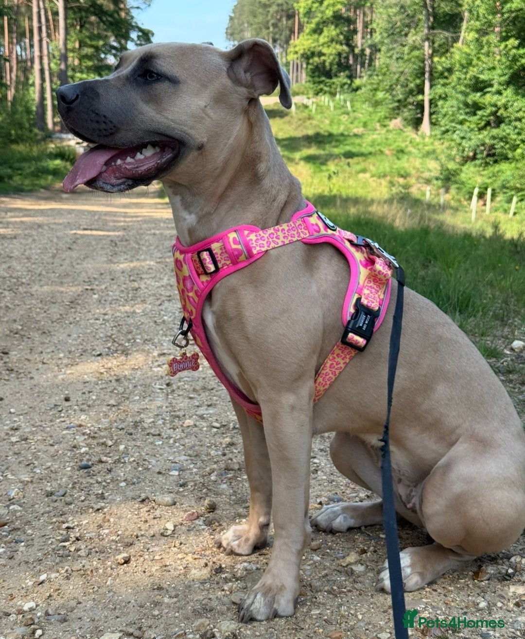 Mixed Breed dogs for sale: 🐾 BONNIE – LARGE BREED EXPERIENCE HOME NEEDED 🐾 - Advert 6