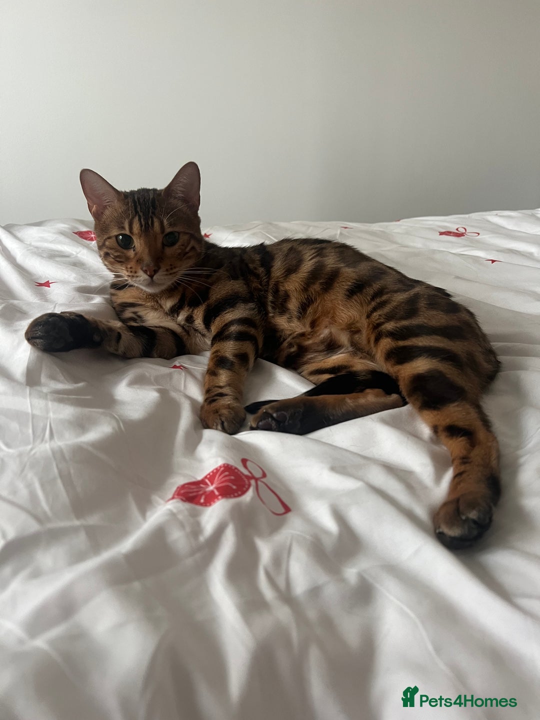 Bengal cats for sale: Indoor Female Bengal (Queen) –Spayed/Vaccinated - Advert 6