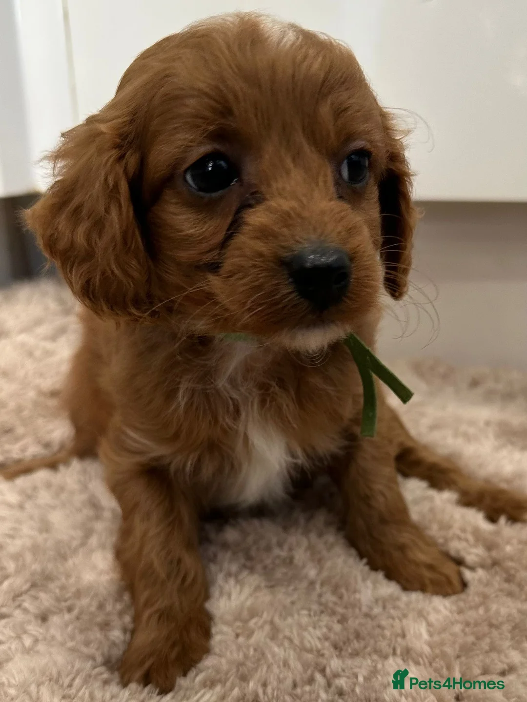 Cavapoo dogs for sale: Beautiful f1b puppies  - Advert 2