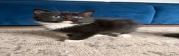 Mixed Breed cats for sale: Last 3 kitten !  1 male 2 females cute kittens  - Advert 9