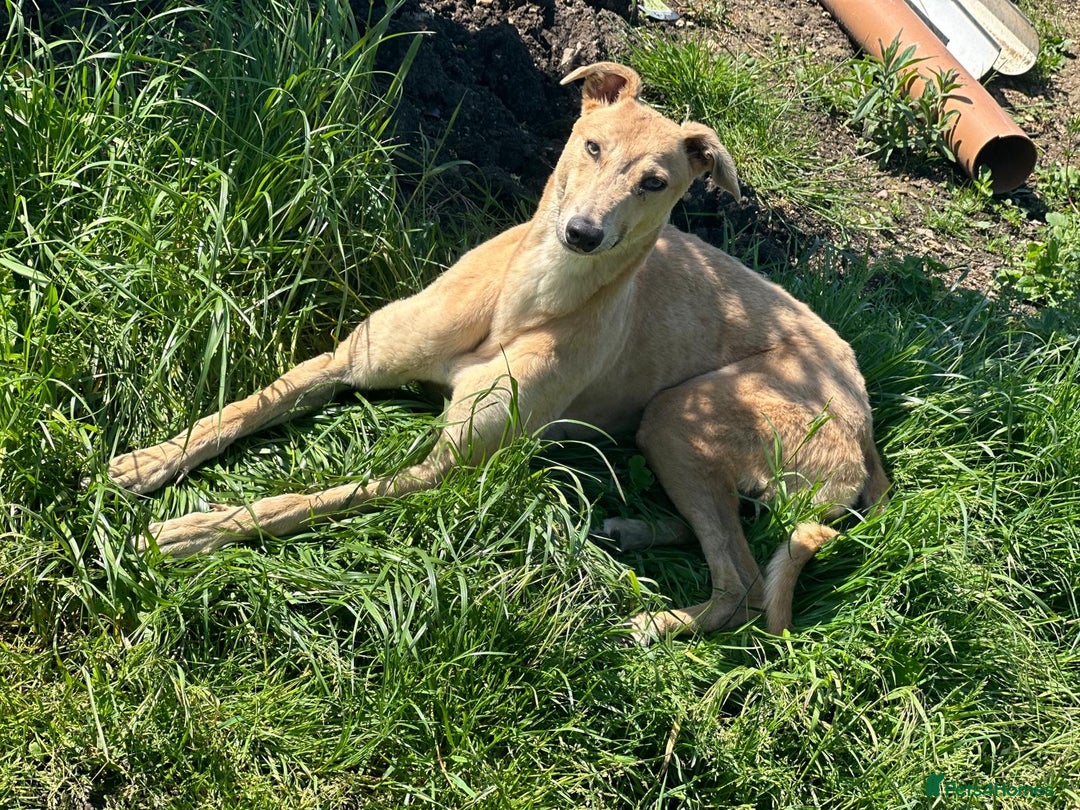 Mixed Breed dogs for sale: Puppies  - Image 1