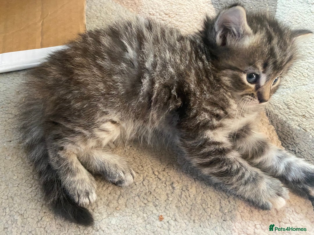 Mixed Breed cats for sale: Ragdoll x Tabbie - Image 6