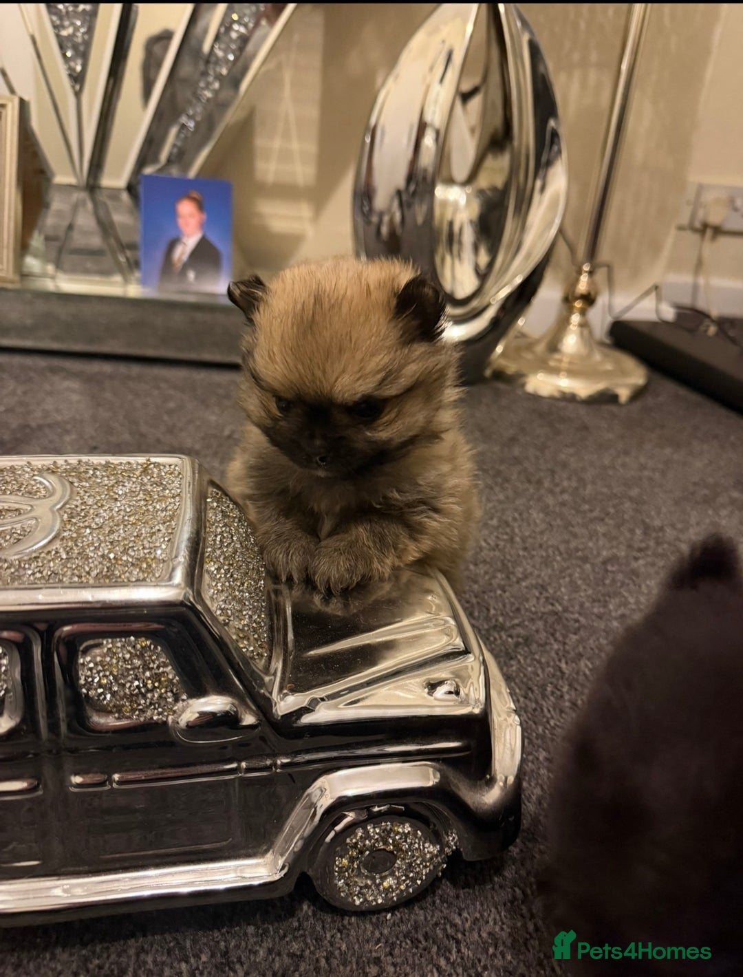 Pomchi dogs for sale: 3 beautiful pomchi - Advert 1