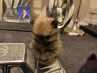 Pomchi dogs 3 beautiful pomchi - Advert 4