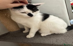 Mixed Breed cats for sale: FREE TO A GOOD HOME  - Image 5