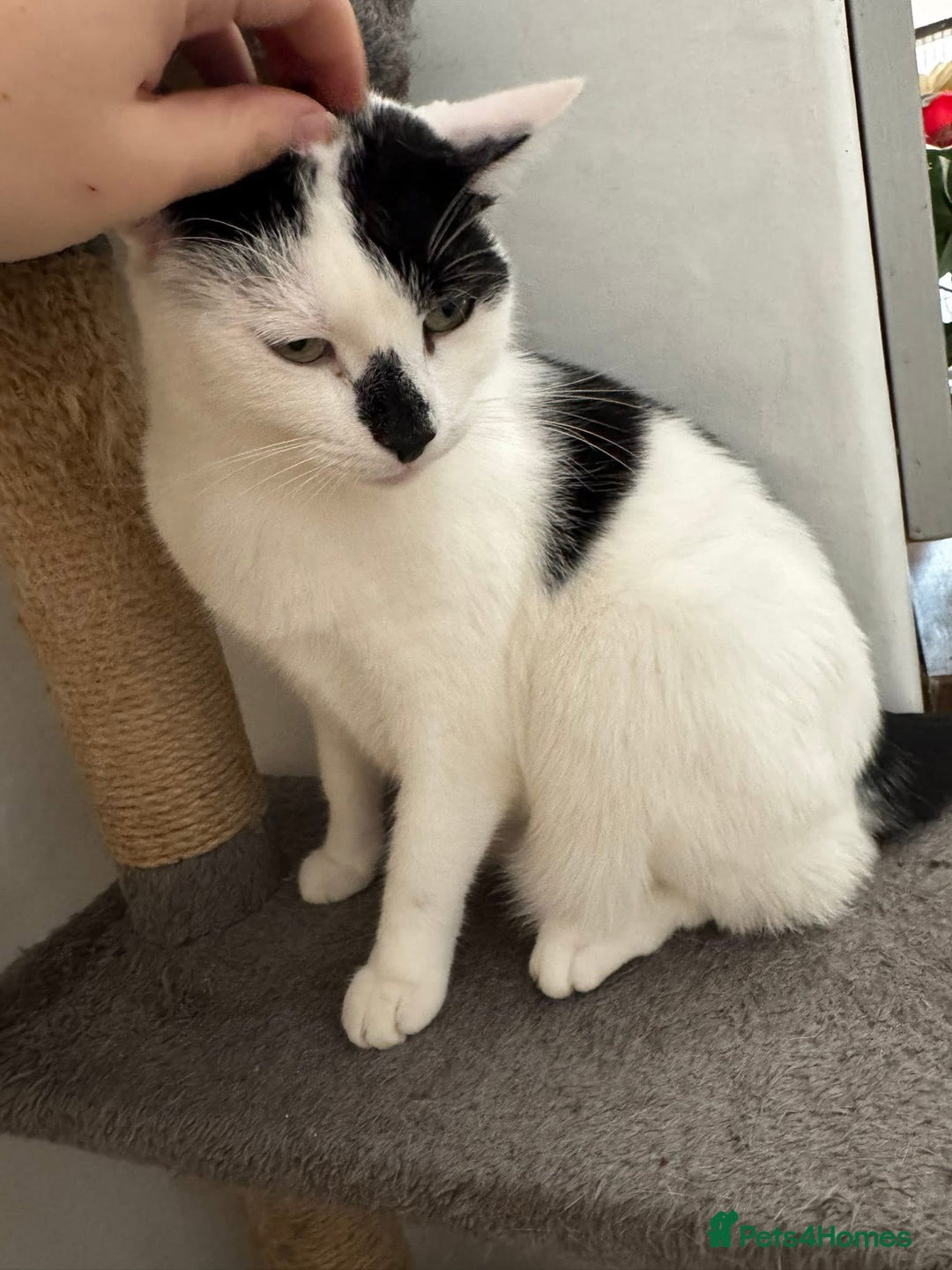Mixed Breed cats for sale: FREE TO A GOOD HOME  - Image 5