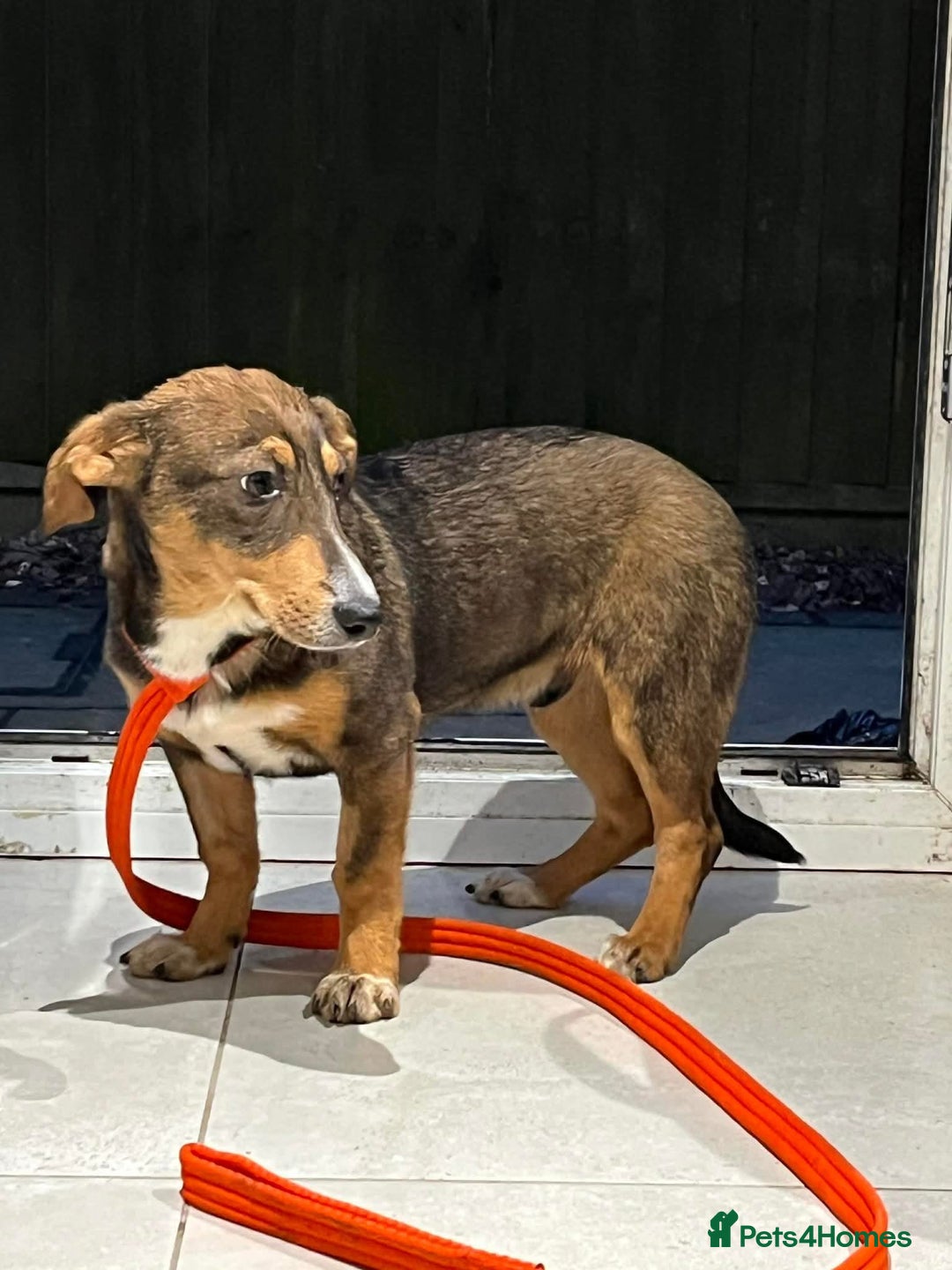 Mixed Breed dogs for adoption: Harvey - north Walsham Norfolk  - Advert 8