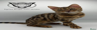 Egotica bengals Kairo Obsidian