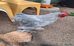 Chickens poultry for sale: Pekin Bantum Lavender Rooster - Image 5
