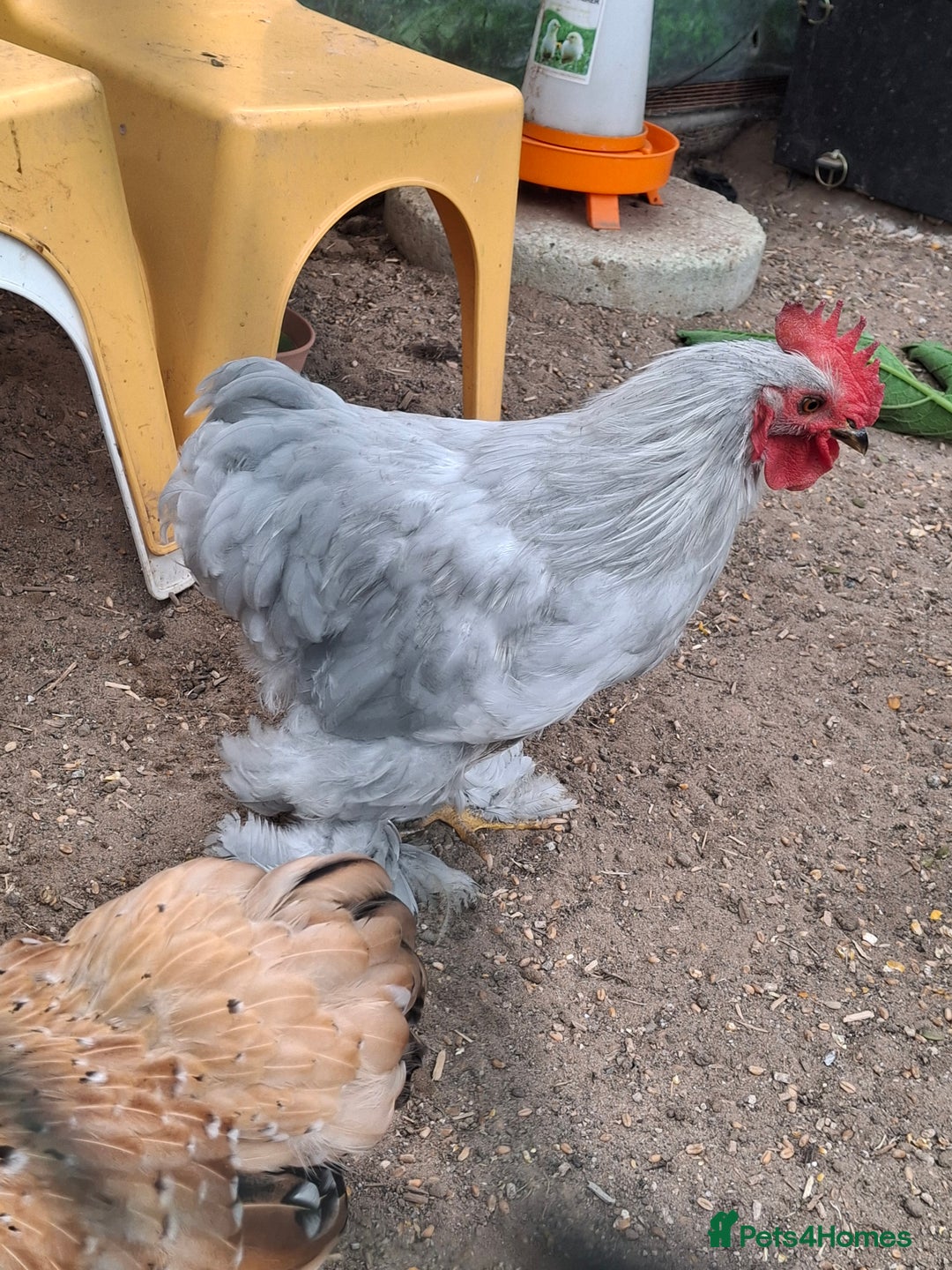 Chickens poultry for sale: Pekin Bantum Lavender Rooster - Image 5