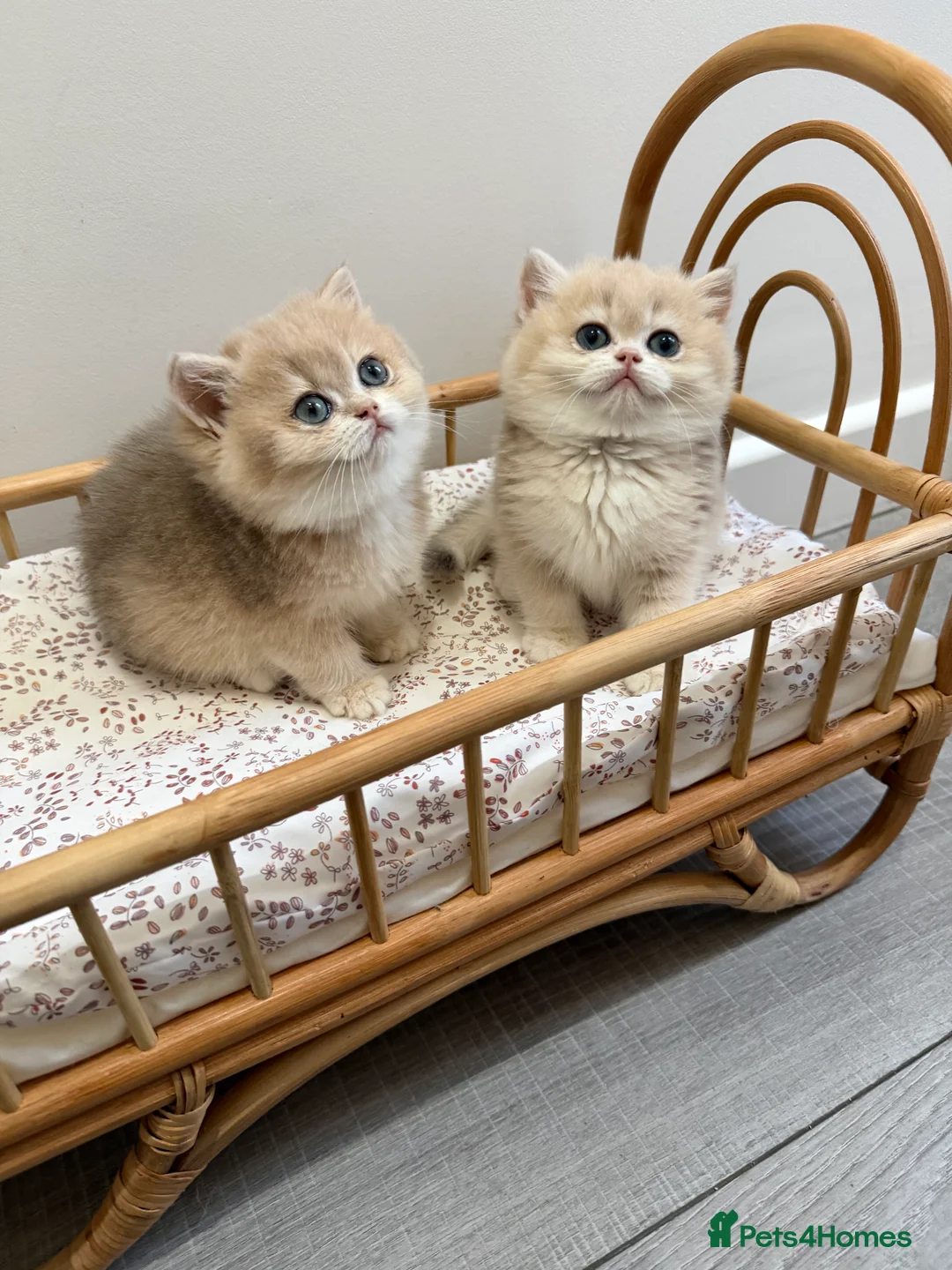British Shorthair cats for sale: Golden Blue British Shorthair kittens - Advert 7