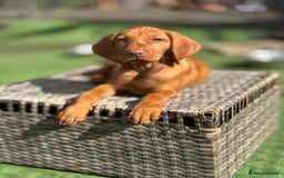 Hungarian Vizsla dogs for sale: Vizslas Devon KC Puppies - Image 3