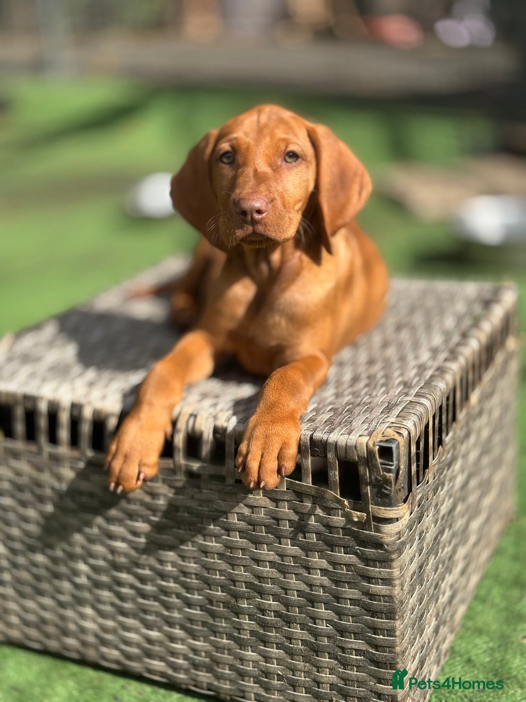 Hungarian Vizsla dogs for sale: Vizslas Devon KC Puppies - Image 3