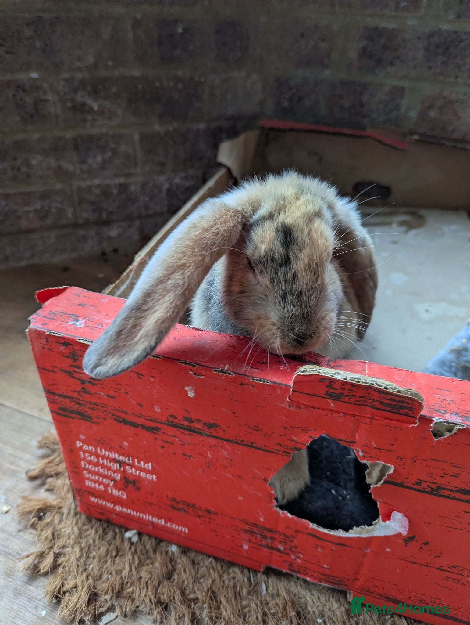 Mixed Breed rabbits Baby rabbits - Advert 19