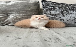 British Shorthair cats for sale:  🦁 Stunning Registered BSH /BLH Champion Lines 🦁 - Image 22