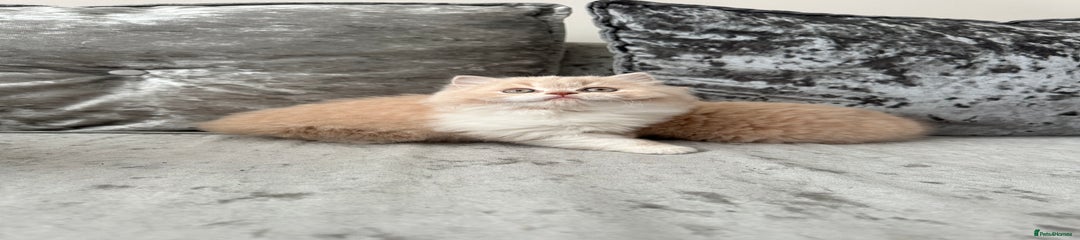 Simba British longhair Kitten 2