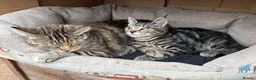 Mixed Breed cats for sale: Gorgeous healthy kitten looking for a loving home  - Advert 1