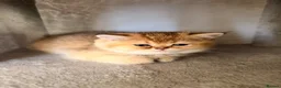 Scottish Fold cats for sale:  Golden Chinchilla Scottish ready leave 28/05 - Advert 12