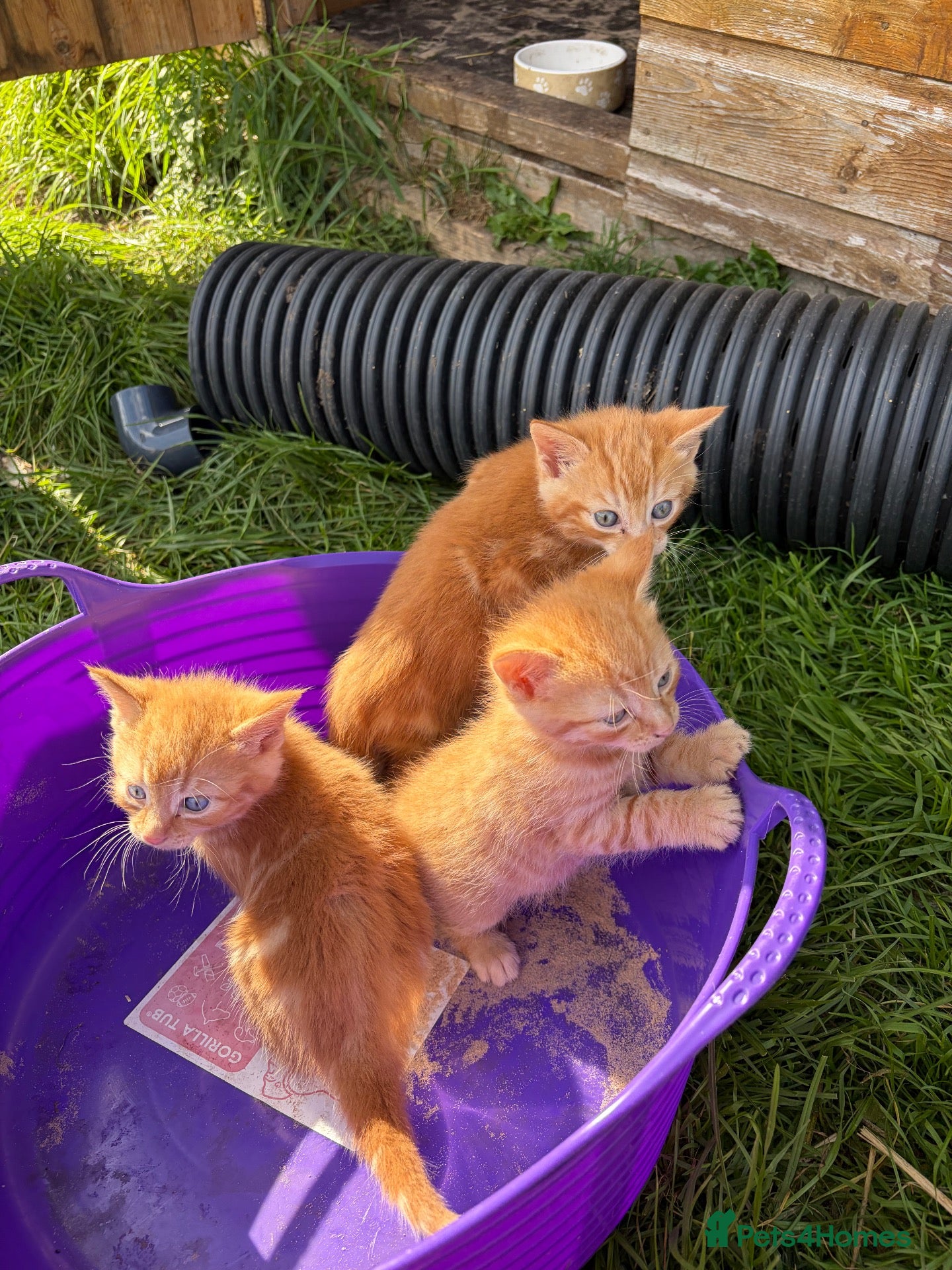 Domestic Shorthair cats Three ginger male kittens for sale  - Advert 21