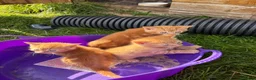 Domestic Shorthair cats for sale: Three ginger male kittens for sale  - Advert 11
