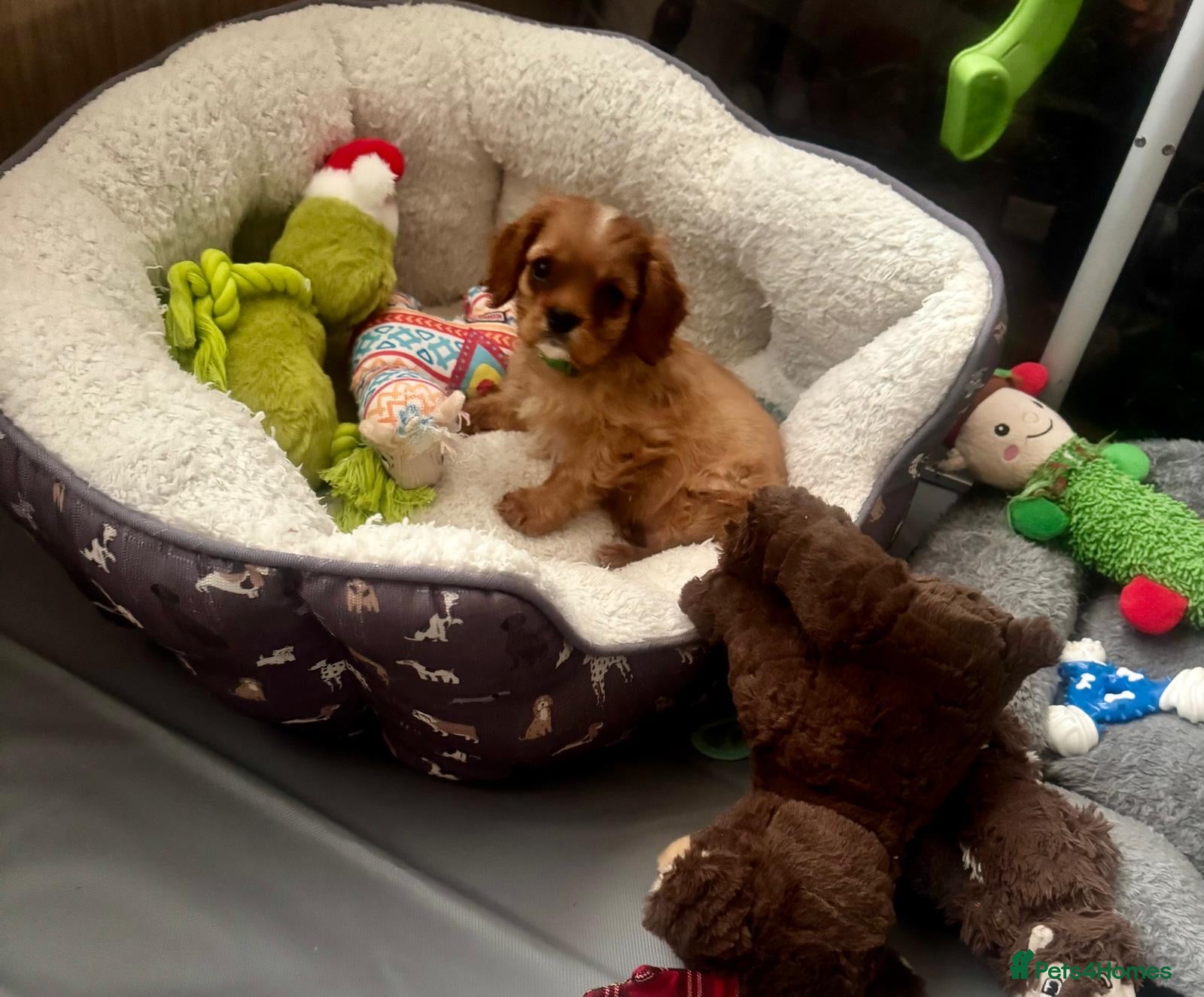 Cavalier King Charles Spaniel dogs Ready now Cavalier King Charles puppies - Advert 6