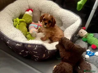 Cavalier King Charles Spaniel dogs Ready now Cavalier King Charles puppies - Advert 6