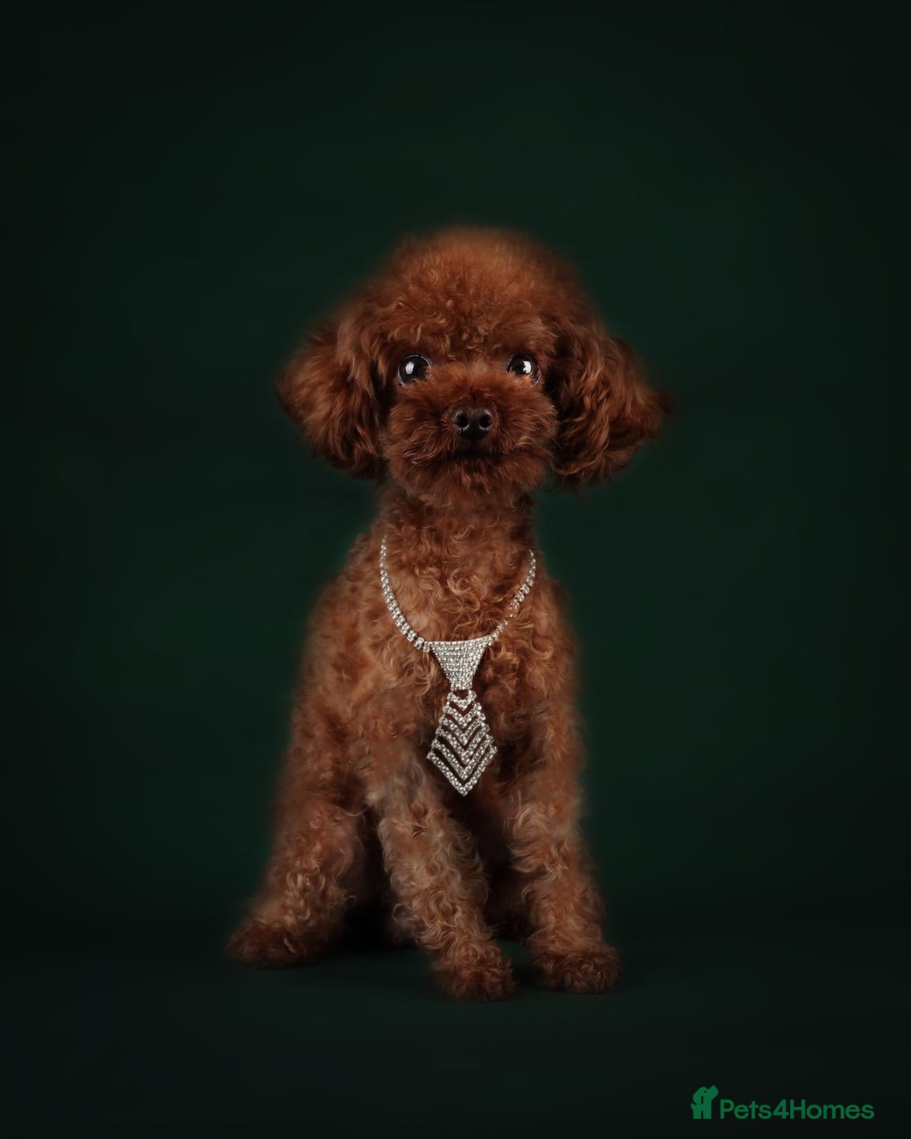 Toy Poodle dogs Asian toy poodle - Advert 2
