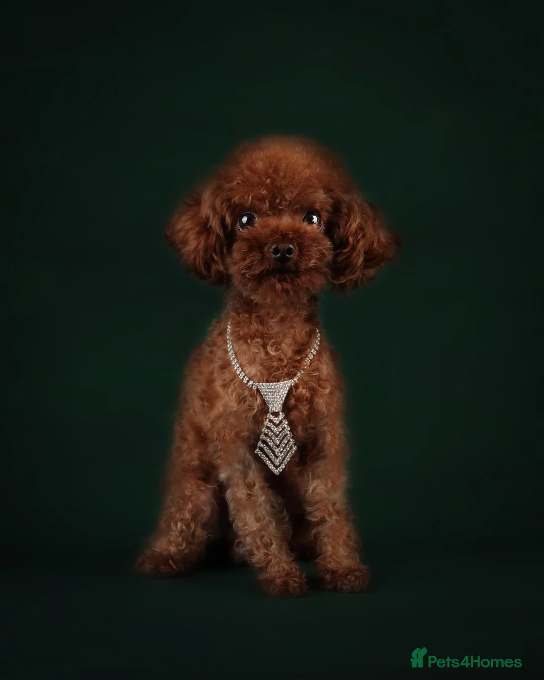 Toy Poodle dogs for sale: Asian toy poodle - Advert 2