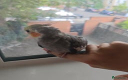 Cockatiels birds for sale: Selling 2 amazing cockatiels  - Image 15